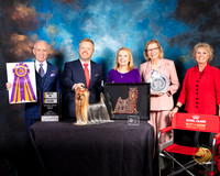 Yorkshire Terrier #27 Darren Newcomb Barb King Yorkie OKC 2019