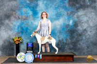 Whippet #7 Fri BOW no judge