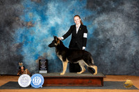 German Shepherd Dog #10 Sat WBBOWBOBOHBOBOHG3 Judge Sheryl Kendrick