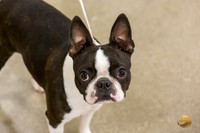 Boston Terrier #707 #974 Ring Fri