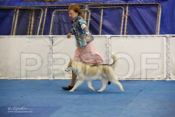 _M3_8930-AddisonHuskyMar2015-HR3