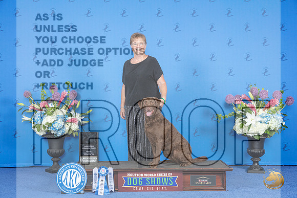 Chesapeake Bay Retriever # FRI NT AKC Judge __JP_9041_Houston_2024_HR3