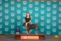 American Pitbull Terrier #186 Sat ALTG1 Judge Kevin Carroll