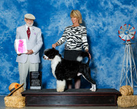 Portuguese Water Dogs #5 Sat OH G1 Armstead Teresa M Linda A Routledge Lana Woodburn Judge Dr Dale D Simmons