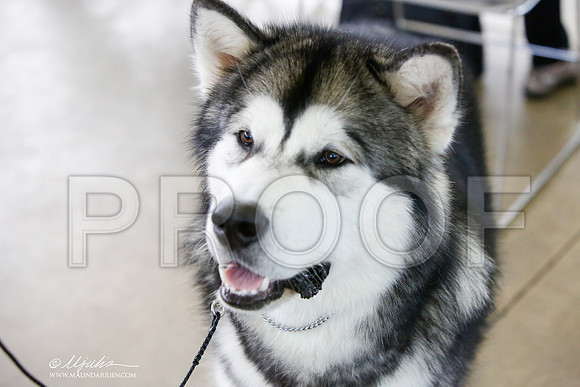 _JJ_0363-DallasJul2014-HR3