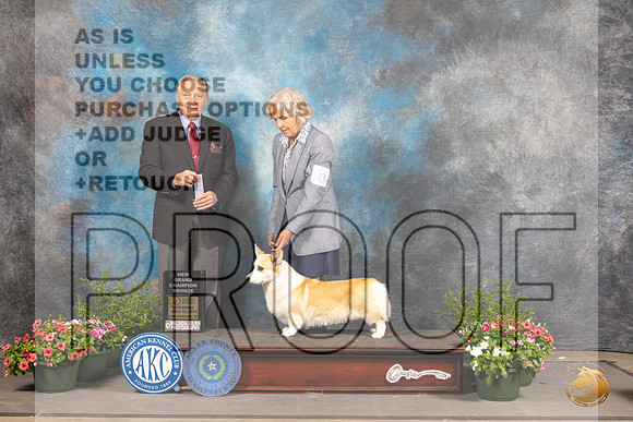 Pembroke Welsh Corgi #8 Sat SBBGCh Judge David Bolus_MJ_0876_SA_2022_HR3