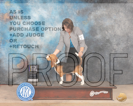 Beagle 15 #17 Sat BOBM Judge Sylvie Mcgee-MMJ_3757-Abilene2022-HR3