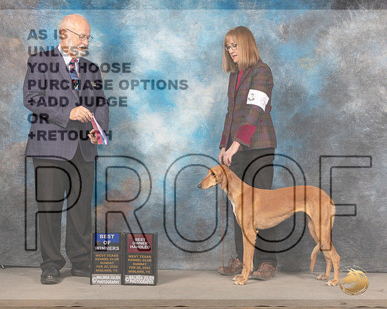 Saluki #6 Sun BOWOHBOW Judge Gary AndersenMMJ_5161_Mdlnd2022_HR3