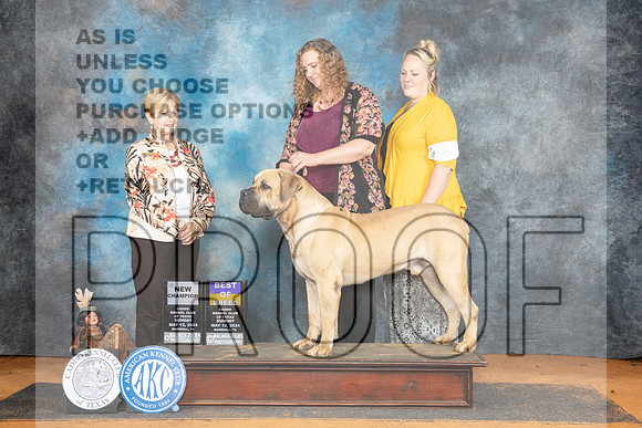 Boerboel #7 Sun BOBCH Judge Pamela Wilson__JP_8788_MARSHALL_2024_HR3