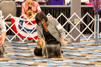 Yorkshire Terrier #116 BBE OKC 2019