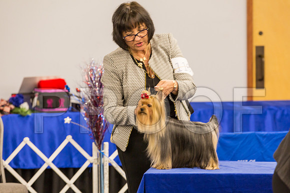 Yorkshire Terrier Thurs BBE Bitch S2_JJJ_6187©JulienLambertphoto.com-HR3