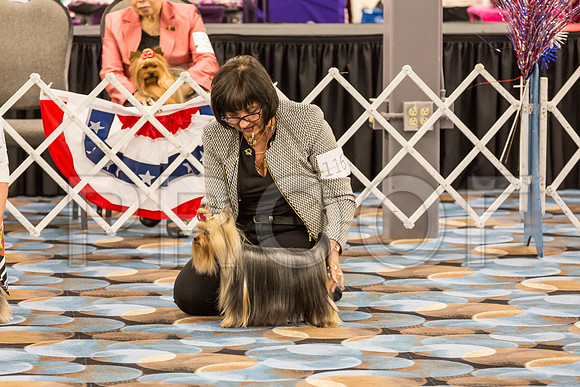 Yorkshire Terrier Thurs BBE Bitch S2_JJJ_6024©JulienLambertphoto.com-HR3