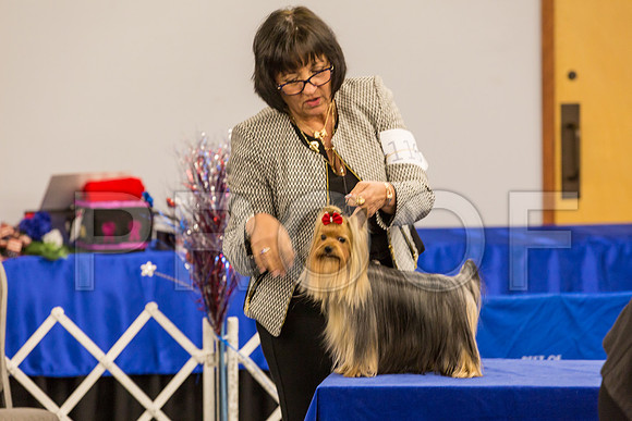 Yorkshire Terrier Thurs BBE Bitch S2_JJJ_6186©JulienLambertphoto.com-HR3