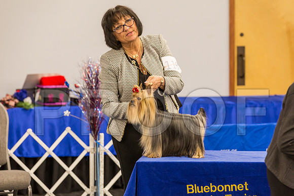 Yorkshire Terrier Thurs BBE Bitch S2_JJJ_6188©JulienLambertphoto.com-HR3