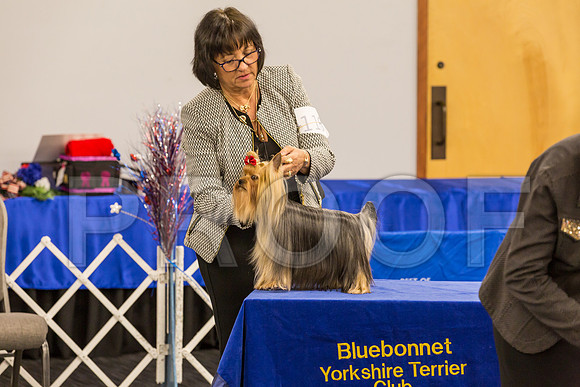 Yorkshire Terrier Thurs BBE Bitch S2_JJJ_6190©JulienLambertphoto.com-HR3