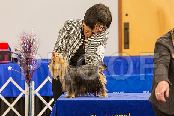 Yorkshire Terrier Thurs BBE Bitch S2_JJJ_6193©JulienLambertphoto.com-HR3