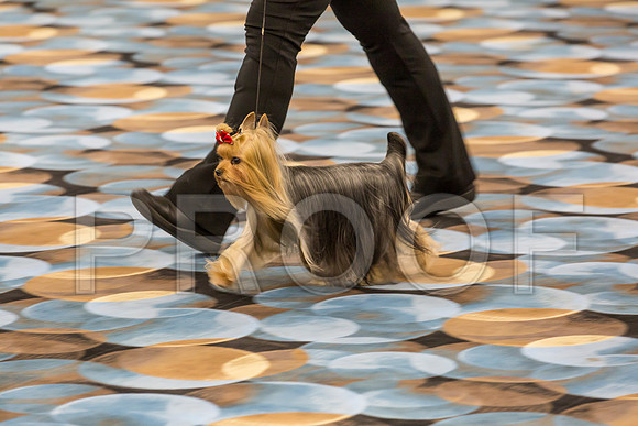 Yorkshire Terrier Thurs BBE Bitch S2_JJJ_6198©JulienLambertphoto.com-HR3