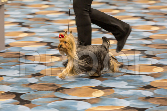 Yorkshire Terrier Thurs BBE Bitch S2_JJJ_6199©JulienLambertphoto.com-HR3