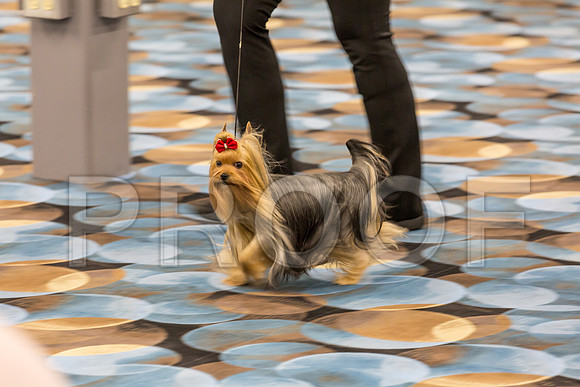 Yorkshire Terrier Thurs BBE Bitch S2_JJJ_6200©JulienLambertphoto.com-HR3