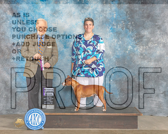Staffordshire Bull Terrier #8 Sun RWB Judge Gerard Penta_CL_6669e_Belton_2023-HR3