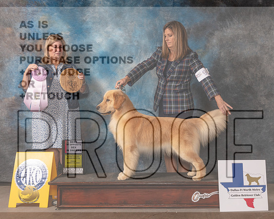 Golden Retriever #97 Fri BOSSweeps Judge Ellen Schultz-MMJ_6909-FW2022-HR3