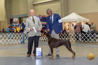 Doberman Pinschers #16 Thurs SB Judge Edd Embry Bivin