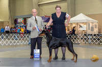 Doberman Pinschers #27 Thurs BOW Judge Edd Embry Bivin