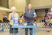 Miniature Schanuzer #19 Thurs BOW Judge Paula Hartinger
