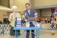 Miniature Schnauzer #21 Thurs BOB Judge Paula Hartinger