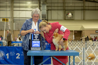 Pomeranians #17 Thurs MAJ BOW Judge Joy Brewster