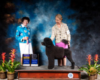 Portuguese Water Dog #6 OH BOB Judge Barbara Alderman