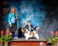 Petits Bassets Griffons Vendeens #6 Thurs WB Judge Susan St JohnBrown