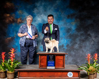 Pug #9 Thurs BOW MAJ Judge Joy Brewster
