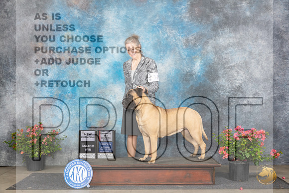 Bullmastiff #10 Sat WBBOSMCH Judge Paul F Willhauck__JP_4893_San Antonio_2024_HR3