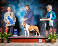 American Staffordshire Terrier #7 Thurs G1 Judge Edd Bivin