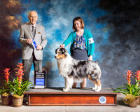 Australian Shepherd #35 Thurs BOW NCH Judge Roger Hartinger