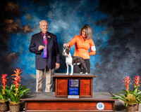 Boston Terrier #27 Thurs NCH WD MAJ Judge Robert Shreve