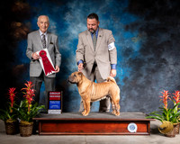 Chinese Shar Pei #9 Thurs G2 Judge Roger Hartinger