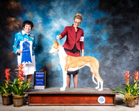Ibizan Hound #6 Thurs G1 Judge Barbara Alderman