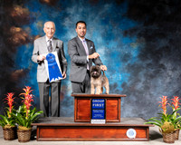 Affenpinscher #5 Thurs G1 Judge Roger Hartenger