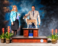 Basenji #7 Thurs BOW Judge Susan St John Brown