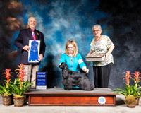 Cocker Spaniel Black #12 Thurs G1 Judge ROBERT J SHREVE