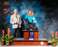 Cocker Spaniel Black #8 Thurs WB Judge Edd Bivens