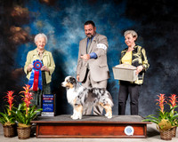 Miniature American Shepherd #11 Thurs RBIS Judge Paula Hartenger