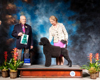 Portuguese Water Dog #6 Thurs OHG3 Judge Roger Hartinger