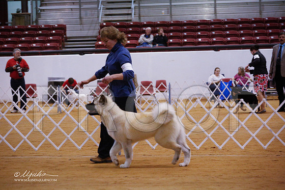 Akita-3578-GRJan14-HR