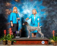 German Shorthaired Pointer #6 Fri BOB Judge Susan St JohnBrown