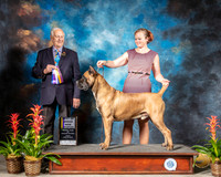 Cane Corso #5 Fri BOB Judge Robert Shreve