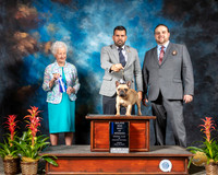 French Bulldog #18 Fri BOW Judge Paula Hartinger