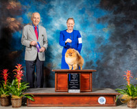 Pomeranian #11 Fri MAJ BOW Judge Roger Hartinger